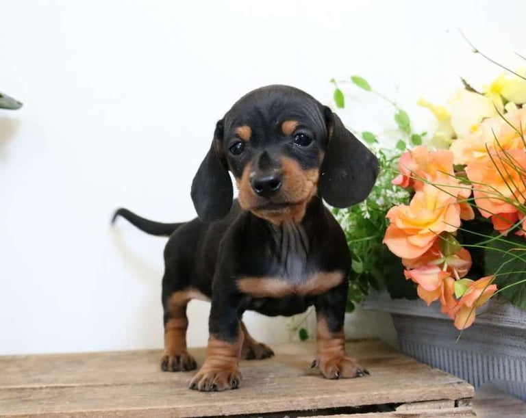 Dachshund puppies for sale