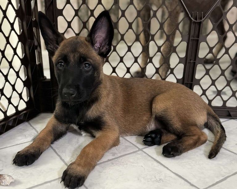 Belgian Malinois Puppies for Sale