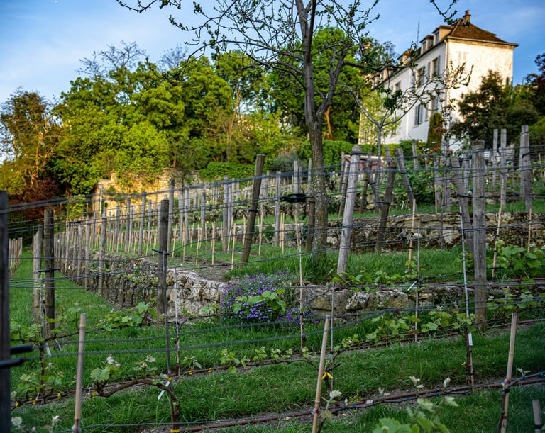 De paris au terroir - Droit vigne et vin