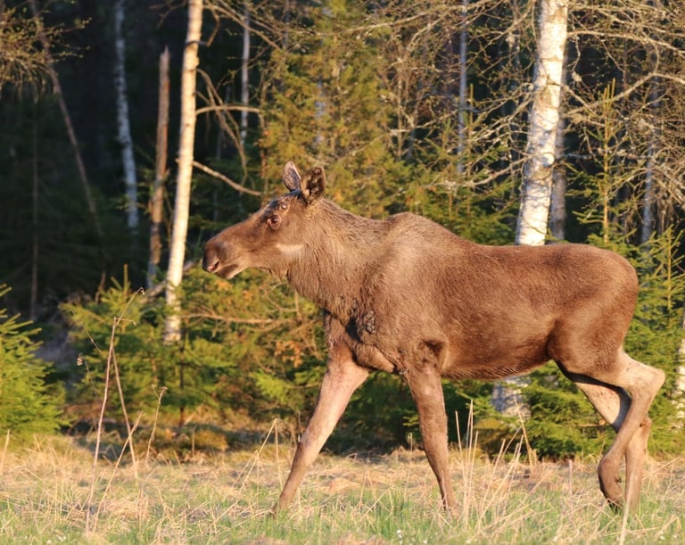 a moose standing in the grass near a forest