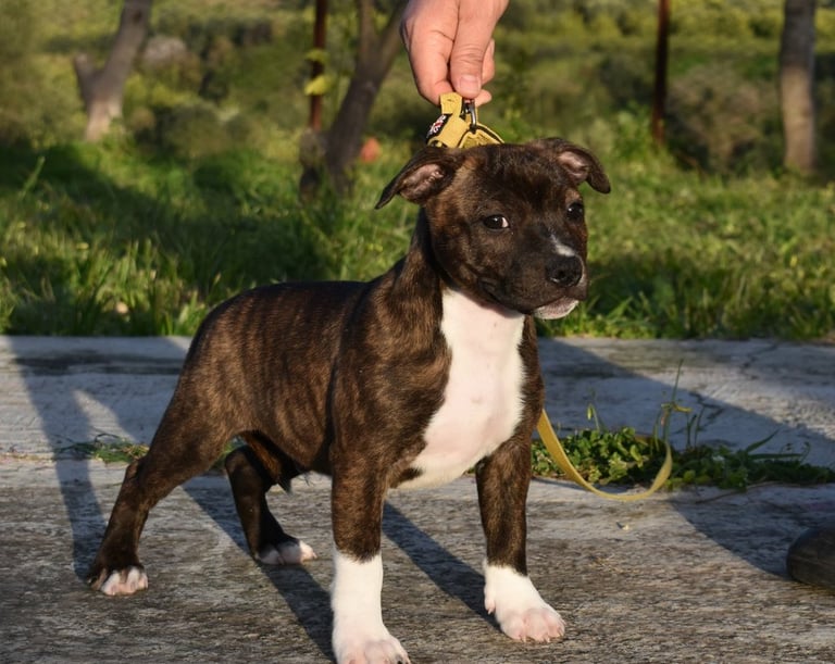 Maschio tigrato di Staffordshire Bull Terrier di 60 giorni in posa presso Catania Grecalestaffs