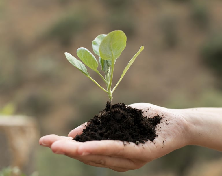 Persona sosteniendo una planta en su mano