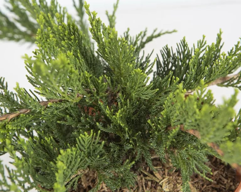 Juniperus tamariscifolia buen cubresuelos