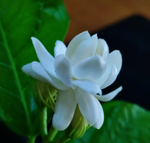 Flower of Arabian Jasmine