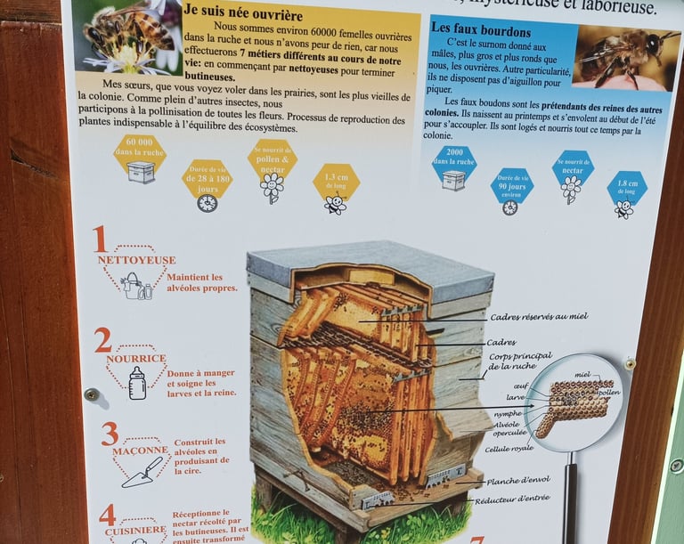 A cross section of a bee hive