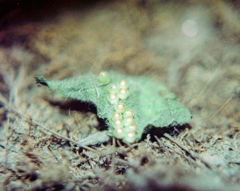 fotografia analogica de una hoja con huevos de insecto