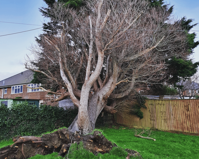 uprooted tree