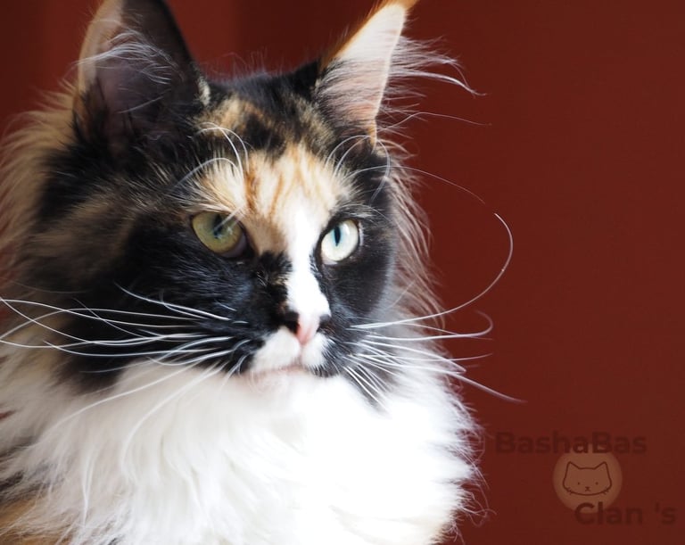 fraise PP polydactyle au caractere chat chien