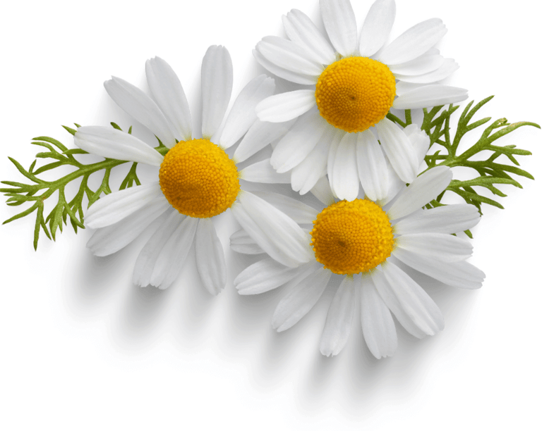 Chamomile with delicate white petals and a yellow center, growing in a sunlit garden.