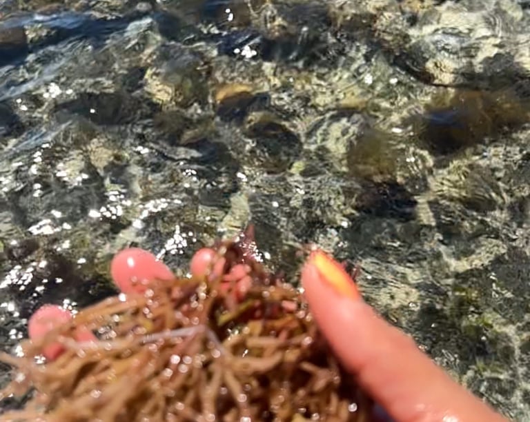 a person holding sea moss in their hands