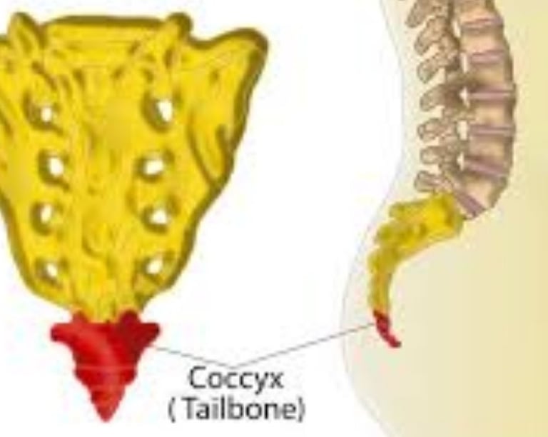 🦴✨ Coccyx The Miracles in Creation & Resurrection 🧬📿 imageimage 