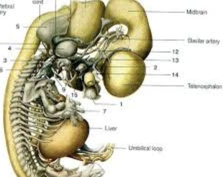 The Coccyx (عَجْبُ الذَّنَبِ) and the Scientific Miracle in Creation and Resurrection