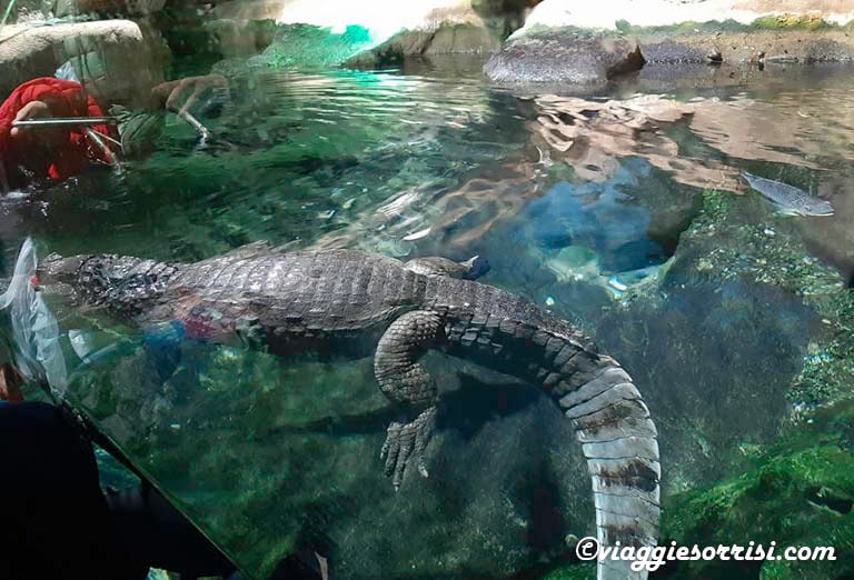 coccodrillo parco navi cattolica, alligatore