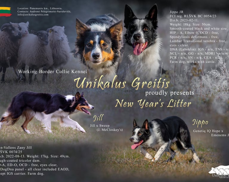 Working border collie puppies for sale 2026