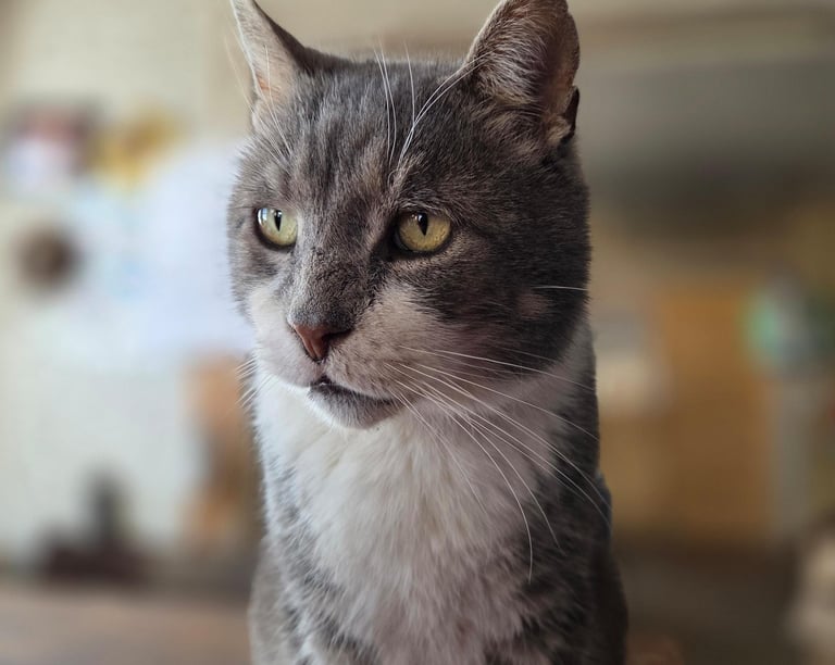 a gray and white cat
