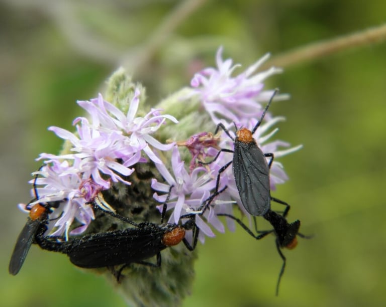 lovebugs on a purple flower