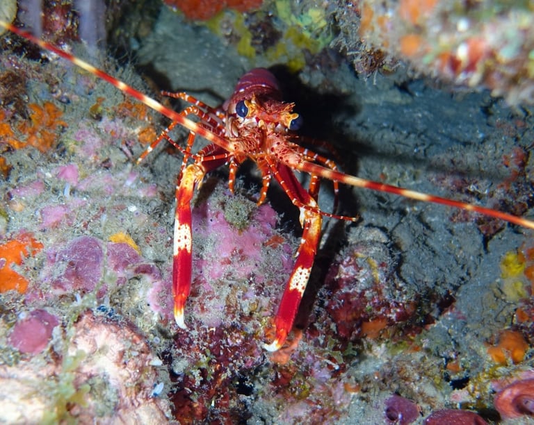 Red-banded lobster, a tiny and uncommon species that spends most of its time hidden in crevices