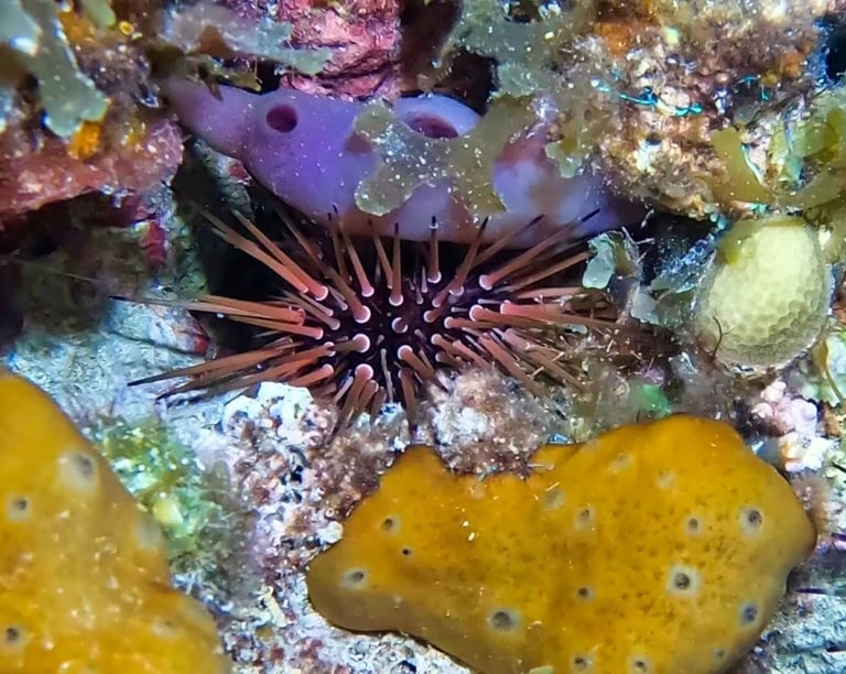Reef urchin sheltering among sponges, algae, and coral crevices