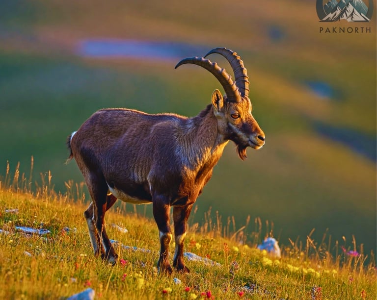 Musk deer at deosai national park 