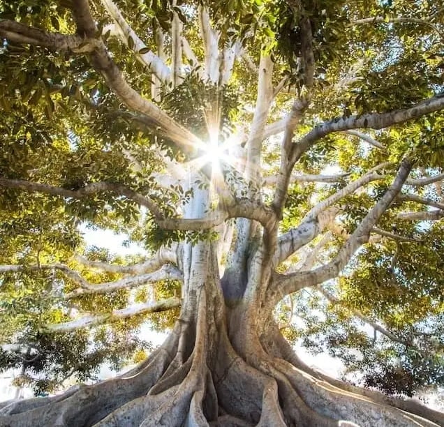 Consultante wellness