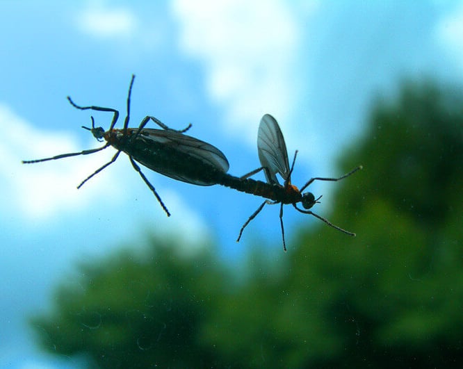 a pair of lovebugs on a car windshild
