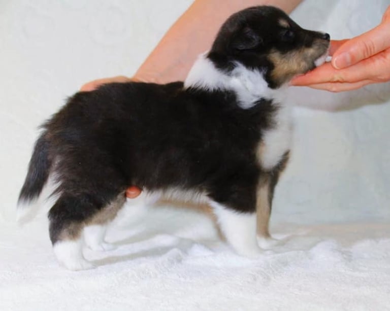 Pastor de las islas de shetland, cachorros de pastor de las islas de shetland
