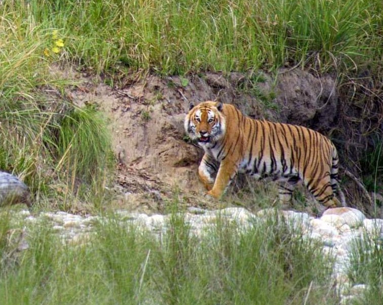 walking tiger in Bardiya