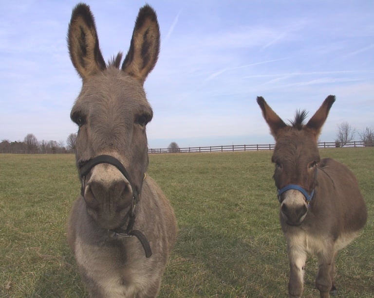 two minature donkeys