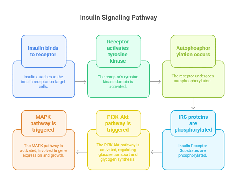 insulin signaling path