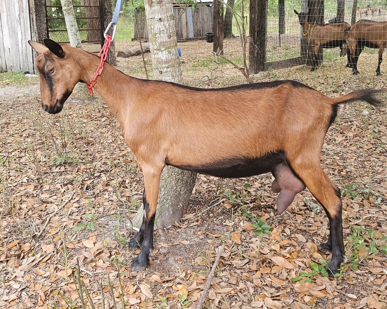 Ruby, Oberhasli doe in milk