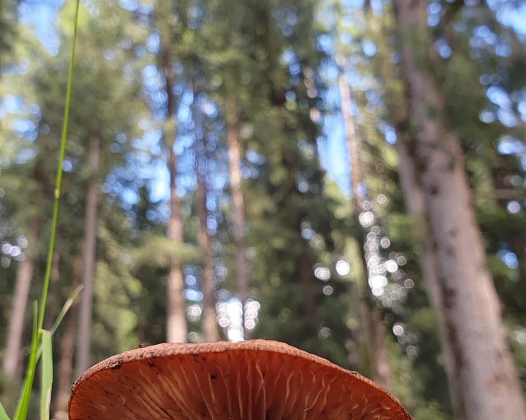 mushroom in the forest in Soyal village / soil village