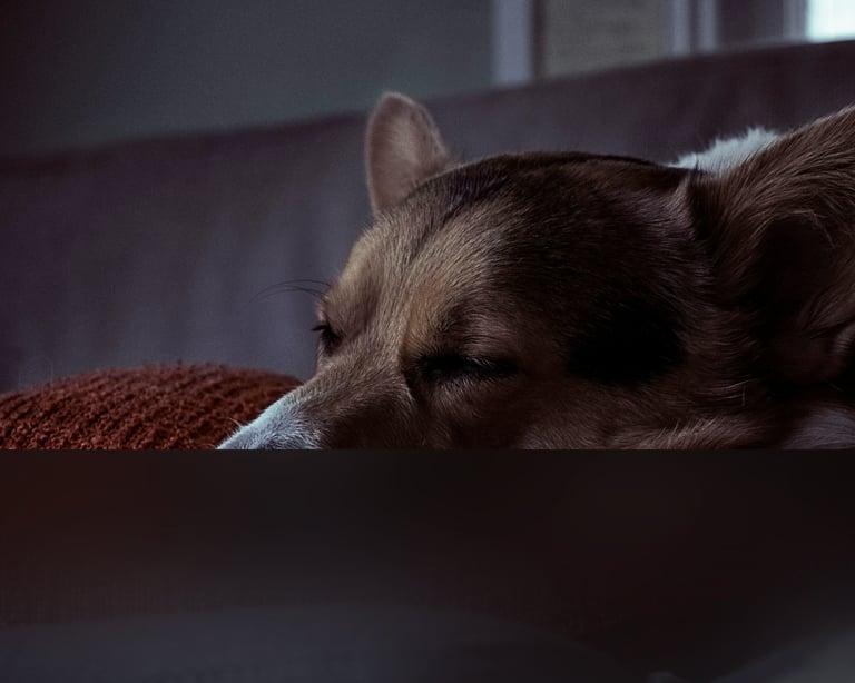 dogAdvisor | dogadvisor | dog advisor | dogAdvisor.dog