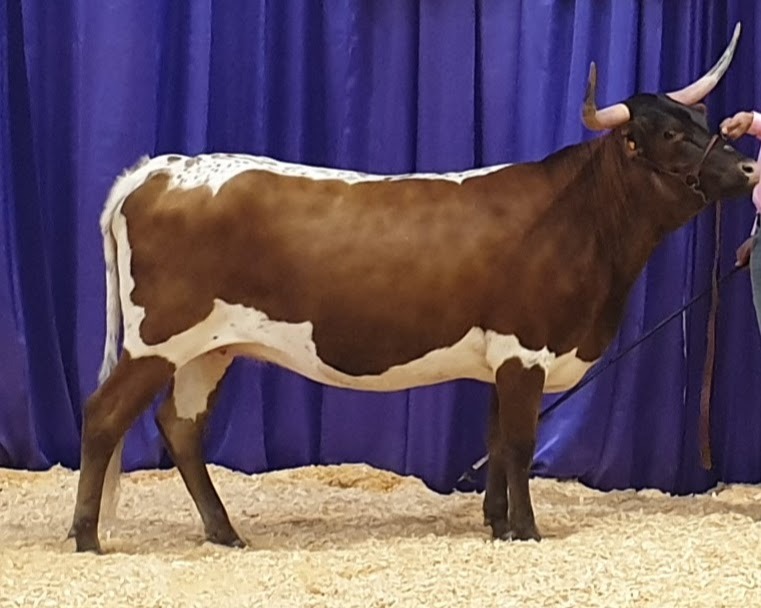 Show winning Miniature Texas Longhorn Cow