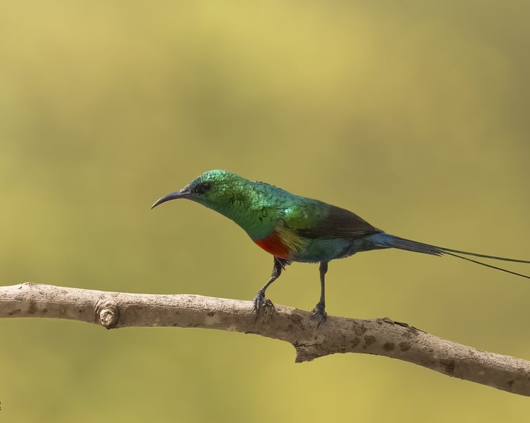 Beautiful Sunbird Male | Birding Adventures Gambia
