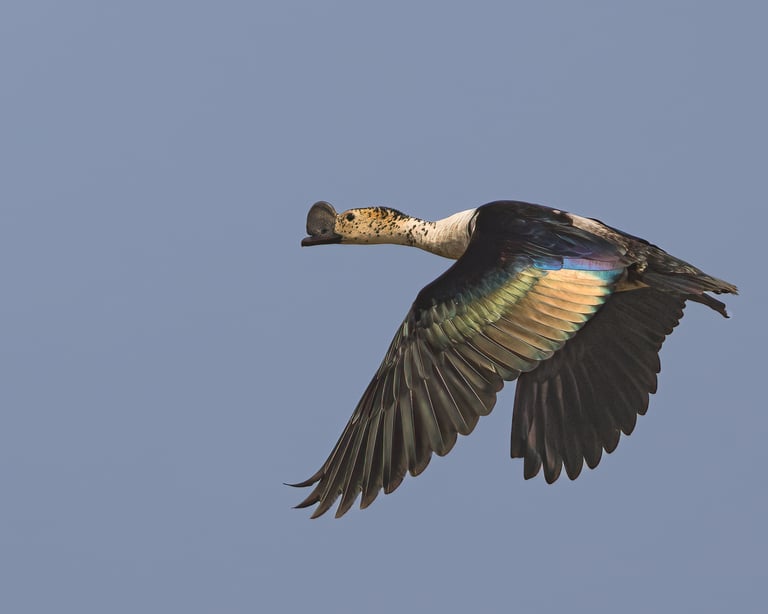 Knob-billed Duck | Birding Adventures Gambia