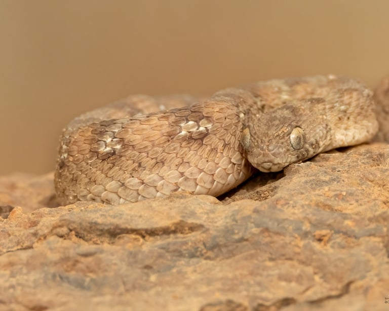Saw-scaled Viper – Birding Adventures Gambia