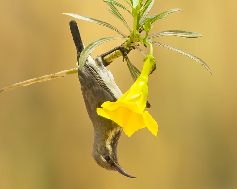 Beautiful Sunbird Female | Birding Adventures Gambia