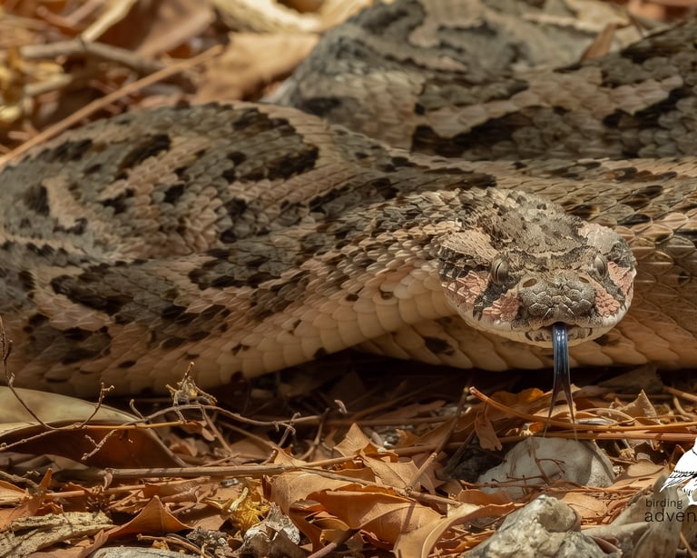 Puff Adder – Birding Adventures Gambia