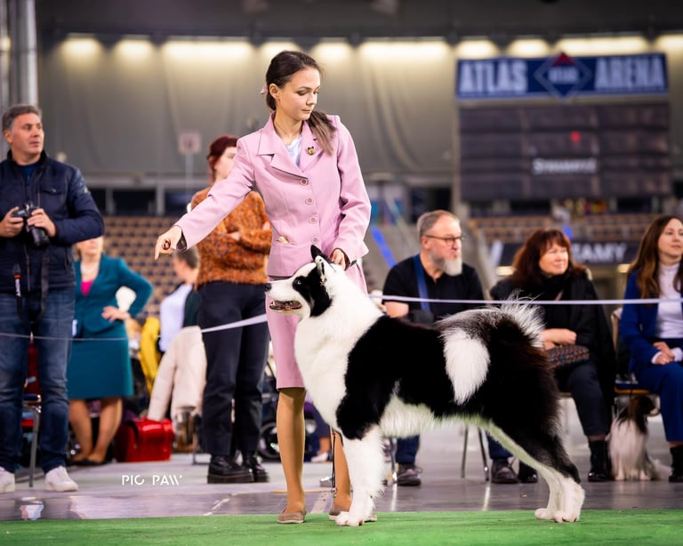 Yakutian laika show kennel