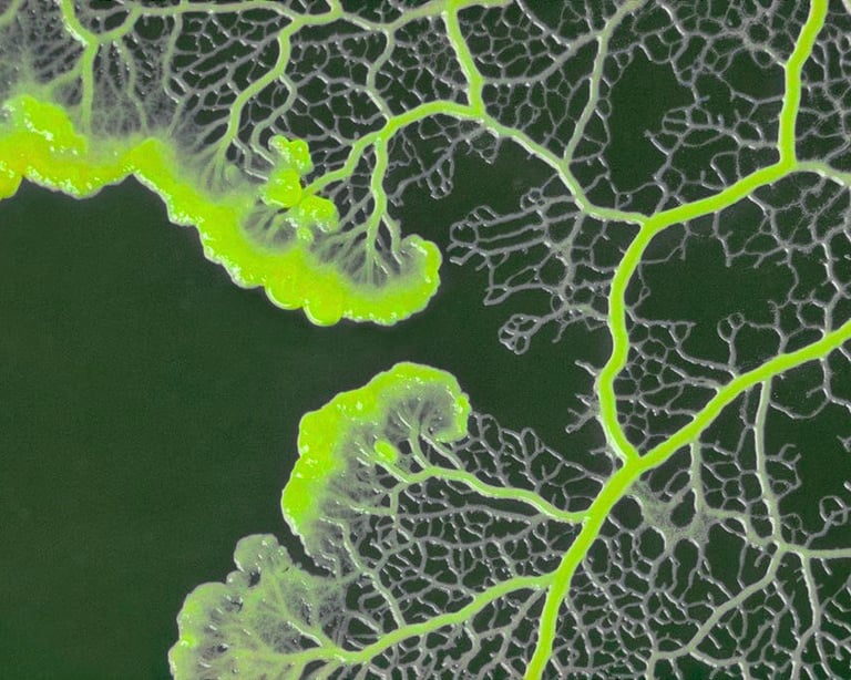 Macro photography of bright neon green Physarum polycephalum slime mold growing in a vein-like pattern.