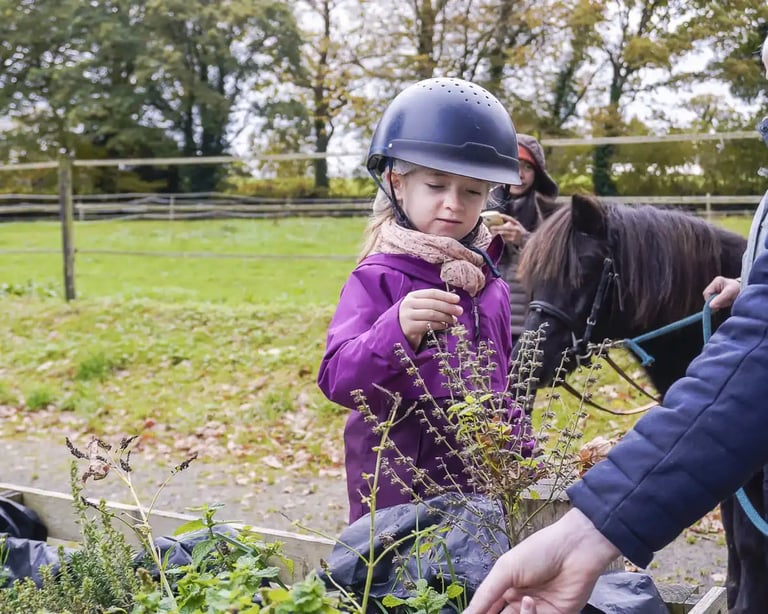 Découverte et cueillette plantes aromatiques en promenade sensorielle avec les poneys.