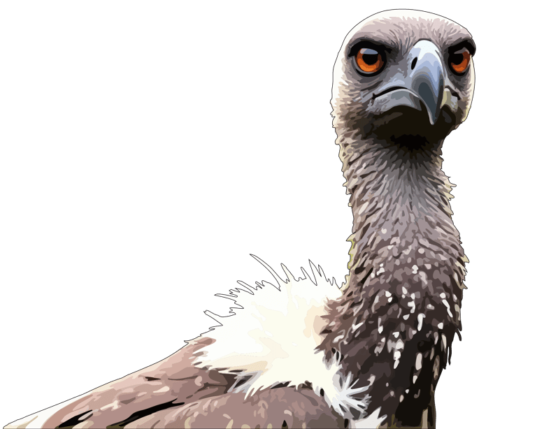 African vulture graphic art print, with ancient orange eyes.