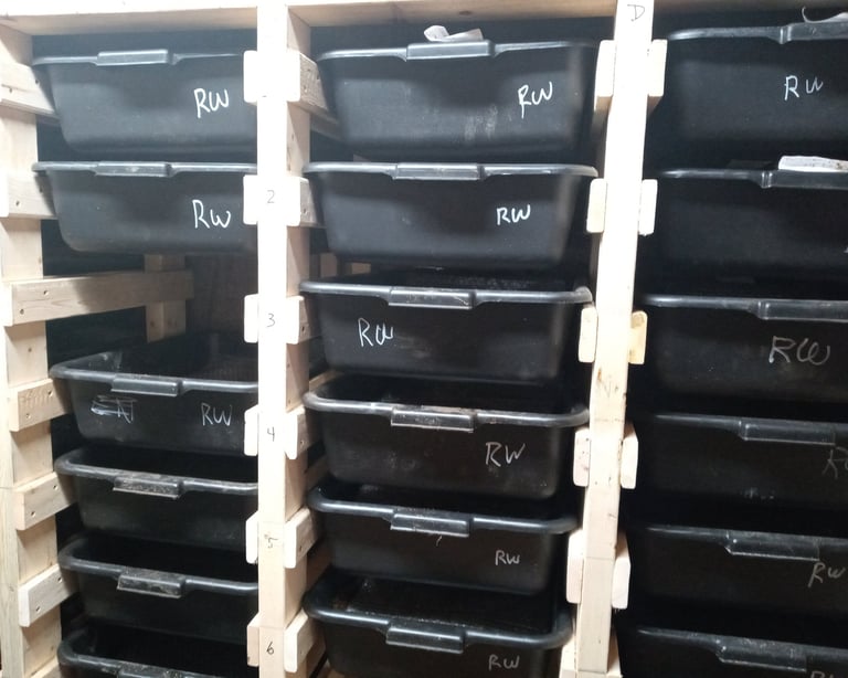 Red Wiggler Worm Bins on a rack