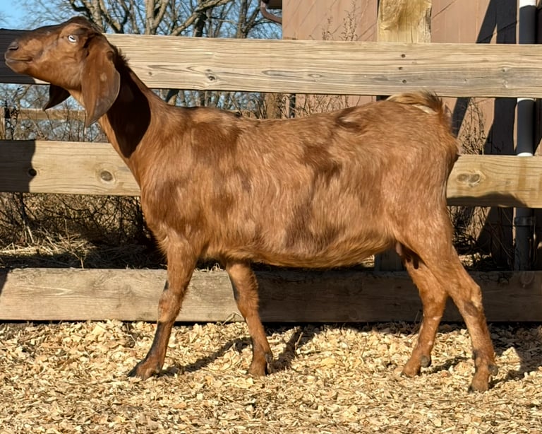 A brown goat standing in shavings in the sun 
