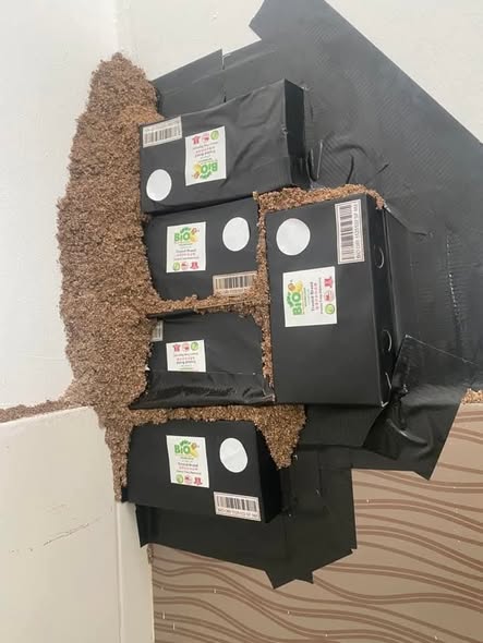 Multiple Bio Termite bait boxes installed to treat a severe subterranean termite infestation with ex