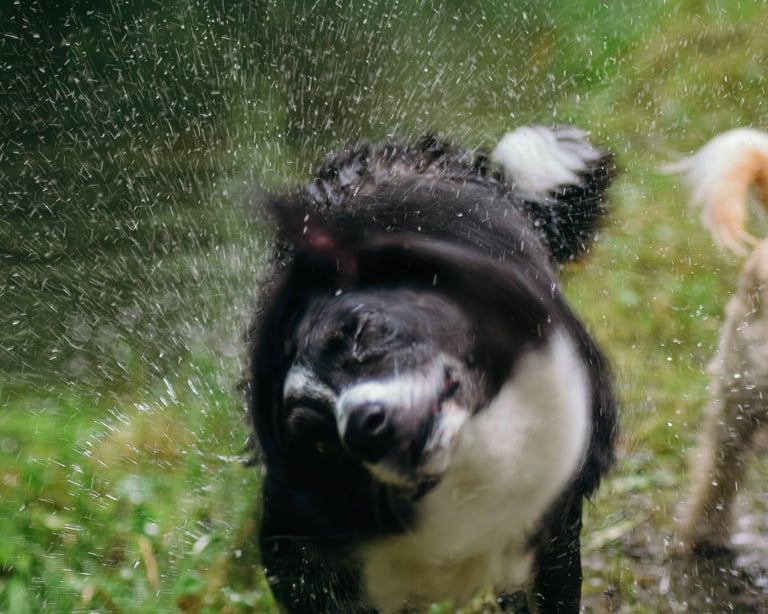 Dog demonstrating natural shaking for stress relief