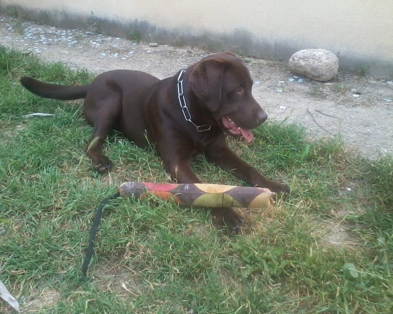 Guardería de día para perros