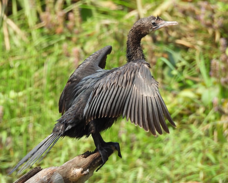cormorant