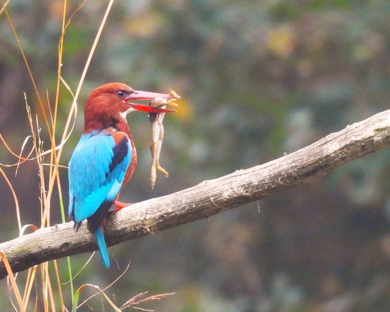 King fisher in Bartdiya