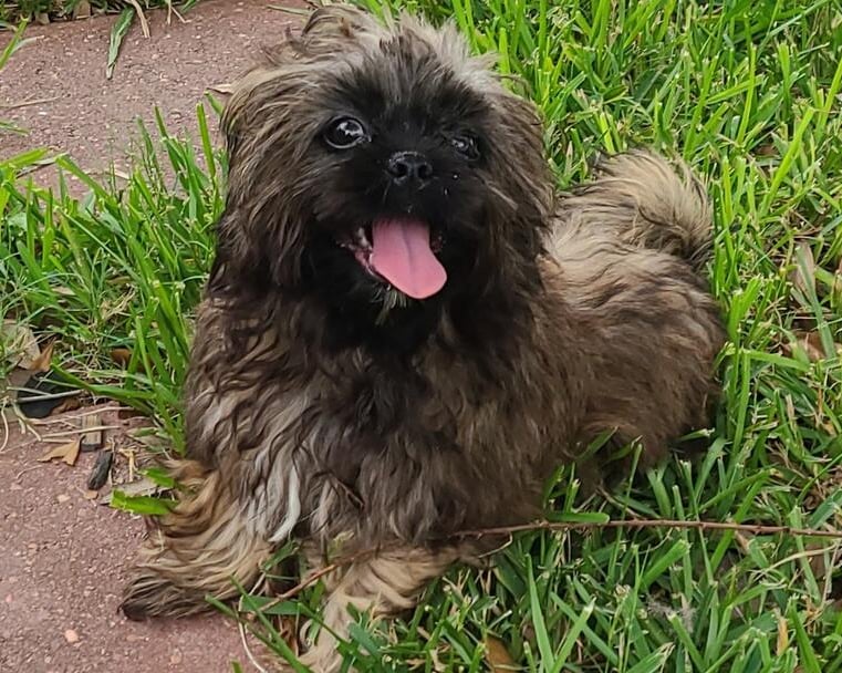 Brown happy smiling Mal-Shi puppy in grass.